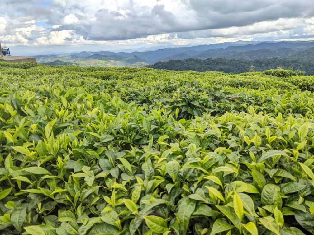 Nyungwe Village Kitabi Dış mekan fotoğraf